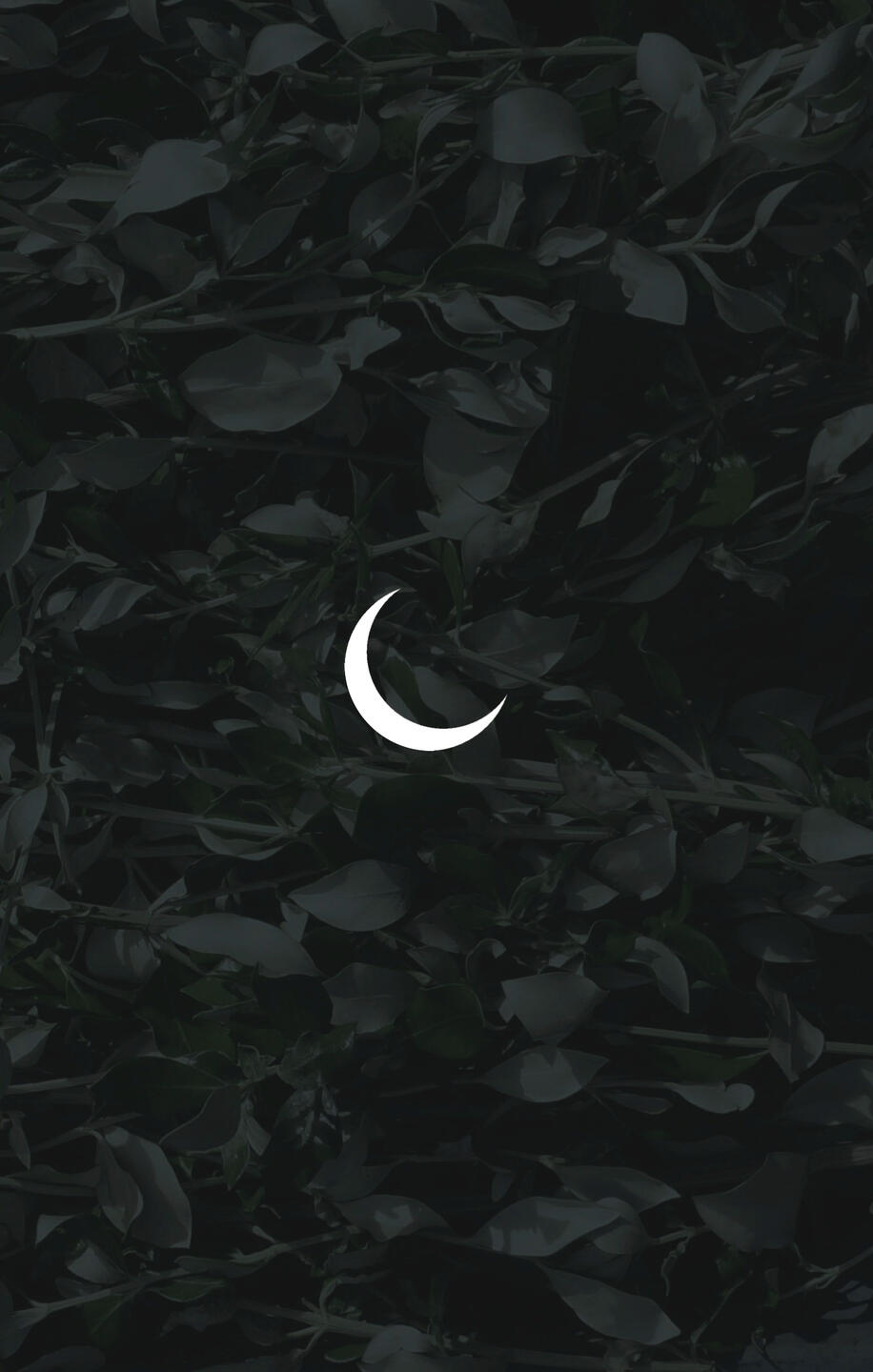 WINTER 2017 | Jonathan Simkins, Nina Pick, Thomas Phalen